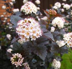 Пузыреплодник калинолистный Ред Барон — PlantMart