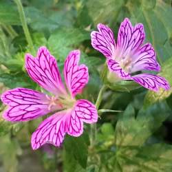 Герань Фаундленд — PlantMart