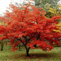 Клен Гиннала (Ginnala) — PlantMart