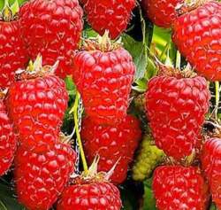 Малина ремонтантные сорта Самохвал — PlantMart