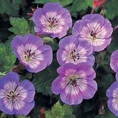 Герань Бухтон Блу — PlantMart