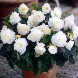 Бегония белая, 3шт. — PlantMart