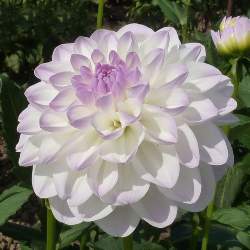 Георгин Эвелин (Eveline) — PlantMart