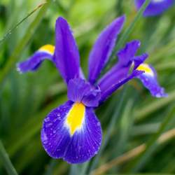 Ирис Голландский Синий (10 шт.) — PlantMart