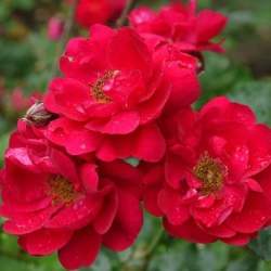 Роза Генри Келси — PlantMart