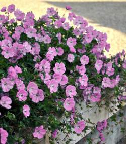 Герань Блум Тайм — PlantMart