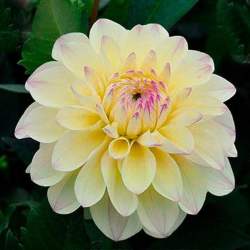 Георгин Лейк Кери — PlantMart