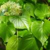 Липа мелколистная фото 2 — PlantMart