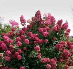 Гортензия метельчатая Мэджикал Файр (Magical Fire) — PlantMart