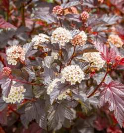 Пузыреплодник калинолистный Шух — PlantMart