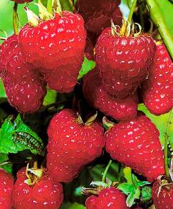 Малина ремонтантные сорта Элегантная — PlantMart