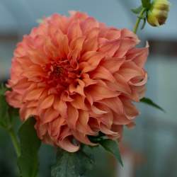 Георгин Мунлайт Соната — PlantMart