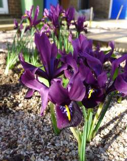 Ирис Ботанический Джой (10 шт.) — PlantMart