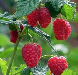 Малина Бальзам — PlantMart