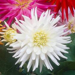 Георгин Май Лав — PlantMart