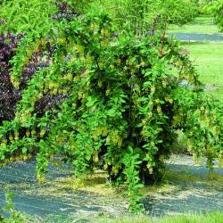 Барбарис корейский — PlantMart