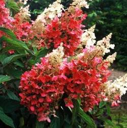 Гортензия метельчатая Пинки Винки — PlantMart