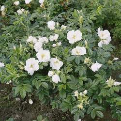 Роза морщинистая Альба — PlantMart