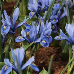 Ирис Ботанический Клэретт (10 шт.) — PlantMart