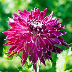 Георгин Ванкувер (Vancouver) — PlantMart