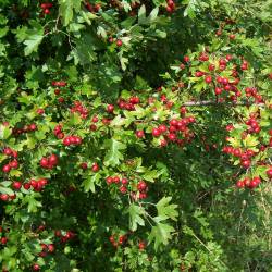 Боярышник — PlantMart