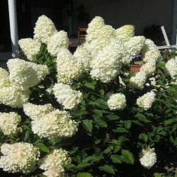Гортензия метельчатая Полар Бир — PlantMart