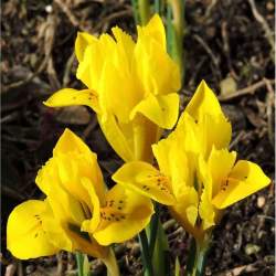 Ирис Ботанический Данфордиа (10 шт.) — PlantMart