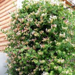 Жимолость Каприфоль — PlantMart