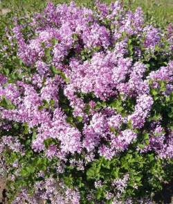 Сирень венгерская — PlantMart