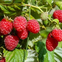 Малина Гусар — PlantMart