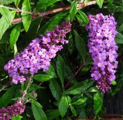 Буддлея Давида Фри Петит Дарк Пинк — PlantMart