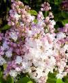 Сирень обыкновенная Красавица Москвы фото 1 — PlantMart