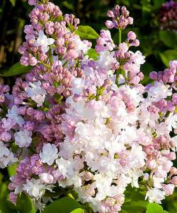 Сирень обыкновенная Красавица Москвы — PlantMart