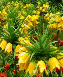 Рябчик Лютея / Lutea — PlantMart