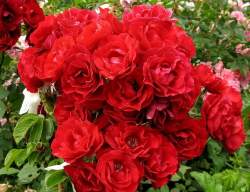 Роза Хоуп фо Хьюманити — PlantMart