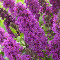 Буддлея Давида Фри Петит Тутти Фрутти — PlantMart