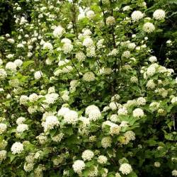 Пузыреплодник — PlantMart