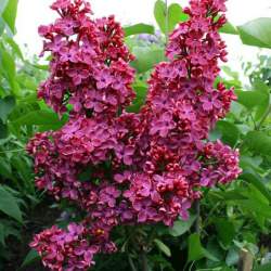 Сирень обыкновенная Красная Москва — PlantMart