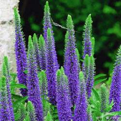 Вероника Ферст Глори — PlantMart