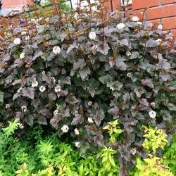 Пузыреплодник Диабло (Diabolo) — PlantMart