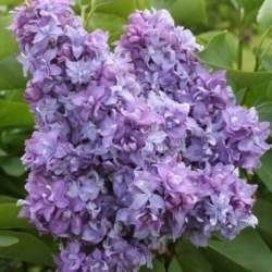 Сирень обыкновенная Небо Москвы — PlantMart