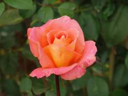 Роза Амбассадор — PlantMart