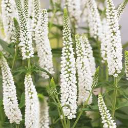 Вероника Ферст Леди — PlantMart