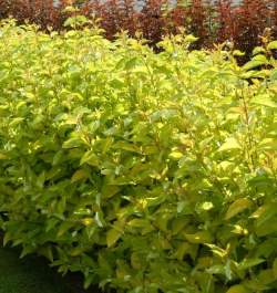 Дерен белый Ауреа — PlantMart