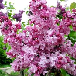 Сирень обыкновенная Олимпиада Колесникова — PlantMart