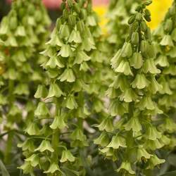 Рябчик Альба / Alba — PlantMart