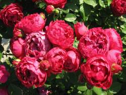 Роза Аскот — PlantMart