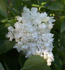 Сирень обыкновенная Память о Колесникове — PlantMart