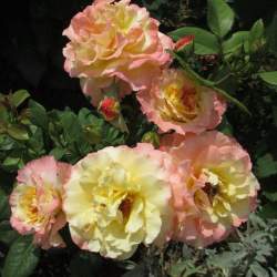 Роза Акварель — PlantMart