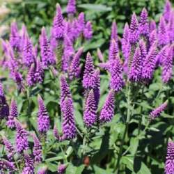 Вероника Ферст Матч — PlantMart